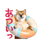 夏わんとも！柴犬サマー（日常）（個別スタンプ：7）