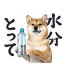 夏わんとも！柴犬サマー（日常）（個別スタンプ：8）