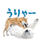 夏わんとも！柴犬サマー（日常）（個別スタンプ：9）