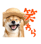 夏わんとも！柴犬サマー（日常）（個別スタンプ：10）