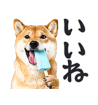 夏わんとも！柴犬サマー（日常）（個別スタンプ：11）