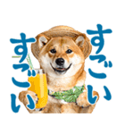 夏わんとも！柴犬サマー（日常）（個別スタンプ：12）