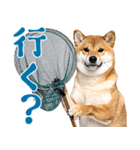 夏わんとも！柴犬サマー（日常）（個別スタンプ：14）