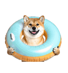 夏わんとも！柴犬サマー（日常）（個別スタンプ：15）