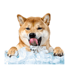 夏わんとも！柴犬サマー（日常）（個別スタンプ：16）