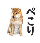 夏わんとも！柴犬サマー（日常）（個別スタンプ：17）