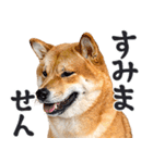 夏わんとも！柴犬サマー（日常）（個別スタンプ：18）