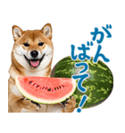 夏わんとも！柴犬サマー（日常）（個別スタンプ：19）