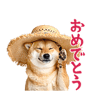 夏わんとも！柴犬サマー（日常）（個別スタンプ：20）