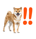 夏わんとも！柴犬サマー（日常）（個別スタンプ：21）