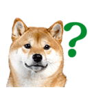 夏わんとも！柴犬サマー（日常）（個別スタンプ：22）