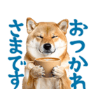 夏わんとも！柴犬サマー（日常）（個別スタンプ：23）
