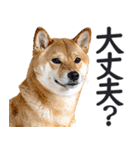 夏わんとも！柴犬サマー（日常）（個別スタンプ：24）