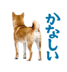 夏わんとも！柴犬サマー（日常）（個別スタンプ：25）