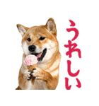 夏わんとも！柴犬サマー（日常）（個別スタンプ：26）