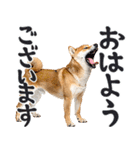 夏わんとも！柴犬サマー（日常）（個別スタンプ：27）