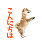 夏わんとも！柴犬サマー（日常）（個別スタンプ：28）