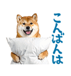夏わんとも！柴犬サマー（日常）（個別スタンプ：29）