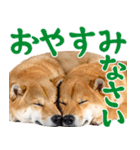 夏わんとも！柴犬サマー（日常）（個別スタンプ：30）