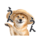 夏わんとも！柴犬サマー（日常）（個別スタンプ：31）