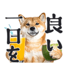 夏わんとも！柴犬サマー（日常）（個別スタンプ：32）