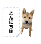 柴犬ゴマちゃんのメッセージスタンプ（個別スタンプ：1）