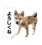 柴犬ゴマちゃんのメッセージスタンプ（個別スタンプ：2）