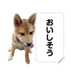 柴犬ゴマちゃんのメッセージスタンプ（個別スタンプ：3）