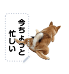 柴犬ゴマちゃんのメッセージスタンプ（個別スタンプ：4）