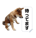柴犬ゴマちゃんのメッセージスタンプ（個別スタンプ：5）