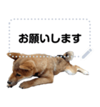 柴犬ゴマちゃんのメッセージスタンプ（個別スタンプ：7）