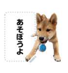 柴犬ゴマちゃんのメッセージスタンプ（個別スタンプ：8）