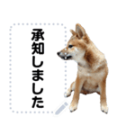柴犬ゴマちゃんのメッセージスタンプ（個別スタンプ：9）