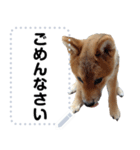 柴犬ゴマちゃんのメッセージスタンプ（個別スタンプ：10）