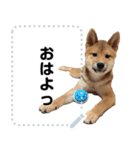 柴犬ゴマちゃんのメッセージスタンプ（個別スタンプ：11）