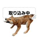 柴犬ゴマちゃんのメッセージスタンプ（個別スタンプ：12）