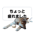 柴犬ゴマちゃんのメッセージスタンプ（個別スタンプ：13）