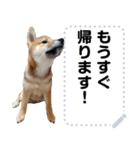 柴犬ゴマちゃんのメッセージスタンプ（個別スタンプ：14）