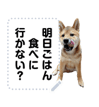 柴犬ゴマちゃんのメッセージスタンプ（個別スタンプ：15）