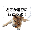 柴犬ゴマちゃんのメッセージスタンプ（個別スタンプ：16）