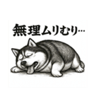 きもかわ犬 シベリアンハスキー（個別スタンプ：20）