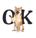 デカ文字わんとも！敬語柴犬（日常）（個別スタンプ：1）