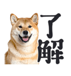 デカ文字わんとも！敬語柴犬（日常）（個別スタンプ：2）