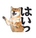 デカ文字わんとも！敬語柴犬（日常）（個別スタンプ：3）