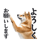 デカ文字わんとも！敬語柴犬（日常）（個別スタンプ：4）