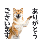 デカ文字わんとも！敬語柴犬（日常）（個別スタンプ：6）
