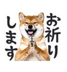 デカ文字わんとも！敬語柴犬（日常）（個別スタンプ：8）