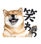 デカ文字わんとも！敬語柴犬（日常）（個別スタンプ：9）