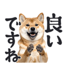 デカ文字わんとも！敬語柴犬（日常）（個別スタンプ：10）