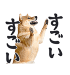 デカ文字わんとも！敬語柴犬（日常）（個別スタンプ：11）